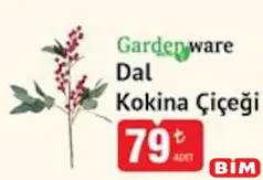 GARDENWARE DAL KOKİNA ÇİÇEĞİ fiyat ve kampanya bilgisi